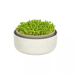 Plastia Microgreens, fildeșos