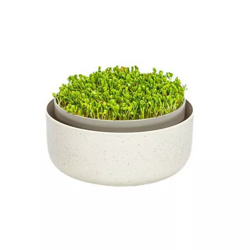 Plastia Microgreens, fildeșgerminare